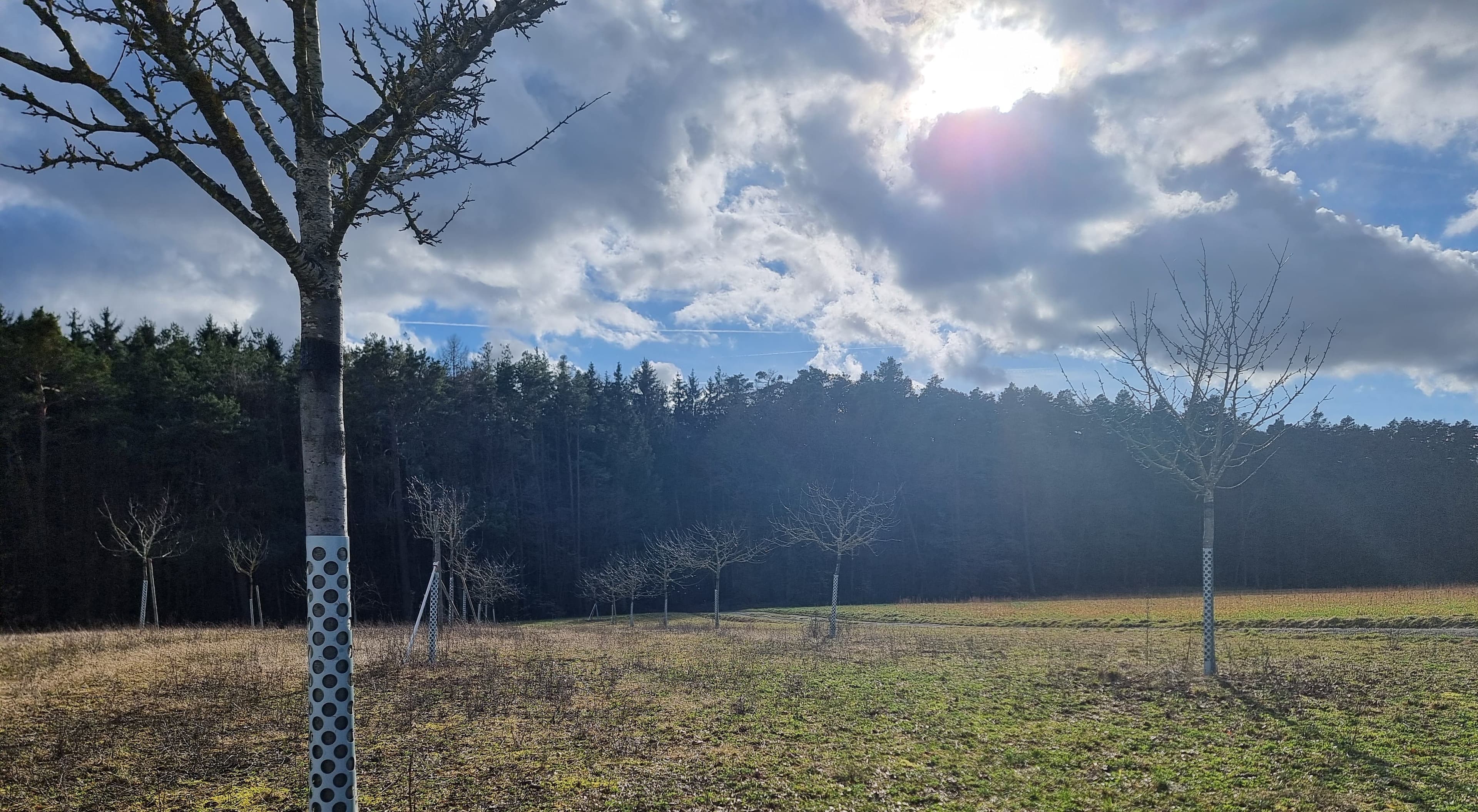 Erste Schritte mit der baumwartApp